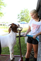 Pets and other animals